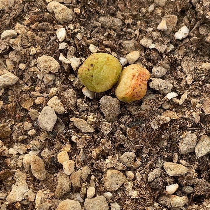 30-123黄金斑马肉锥