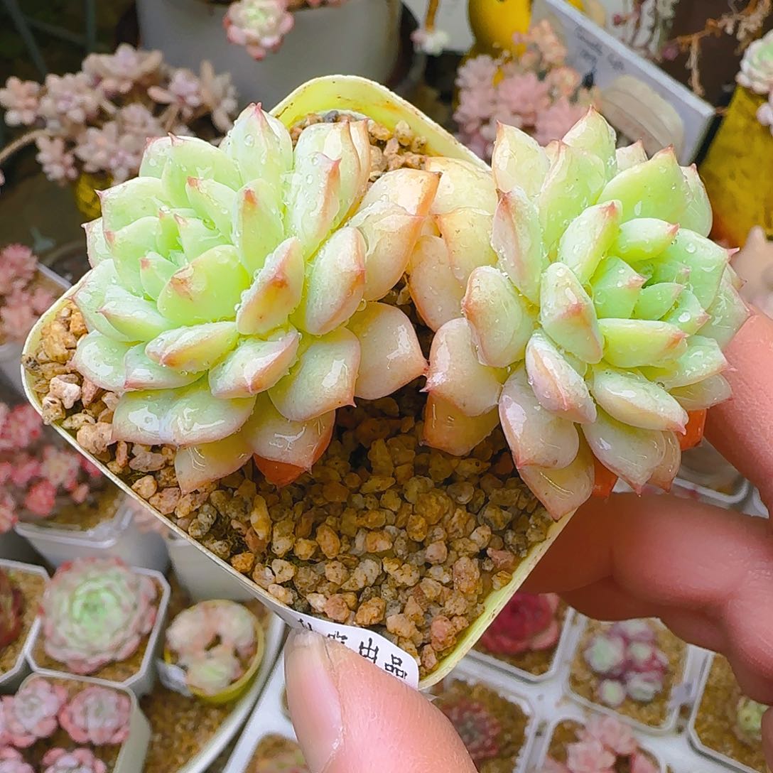 美丽莲，192、仙农出品