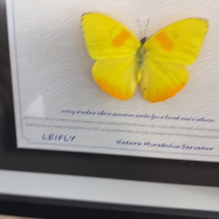 》***《蝴蝶标本定制284@