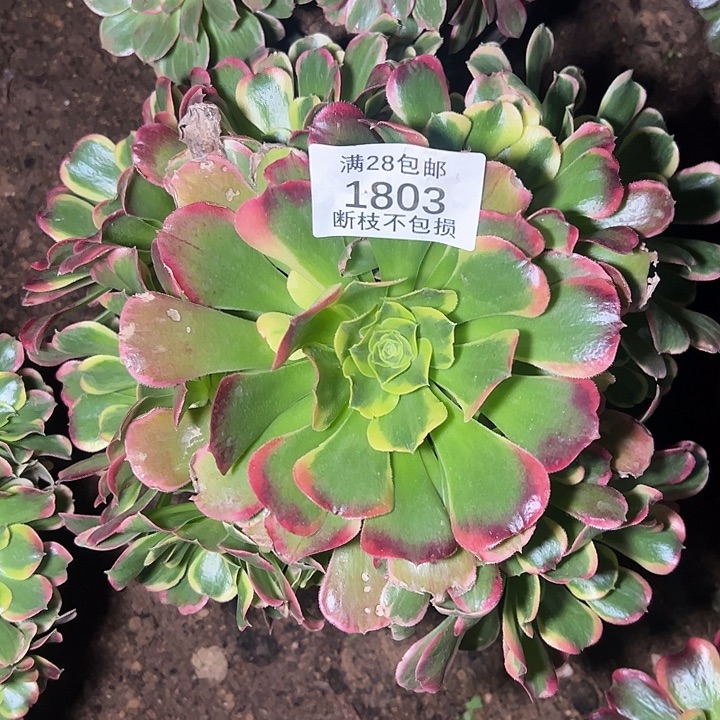 1803特斯拉多肉植物