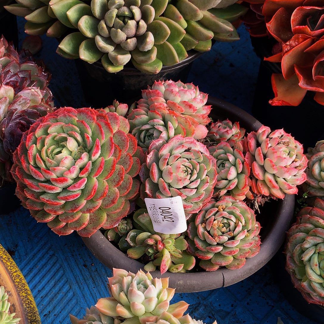 一***峰   朱砂痣多肉04042