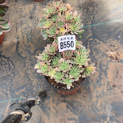 550甜茶多肉植物