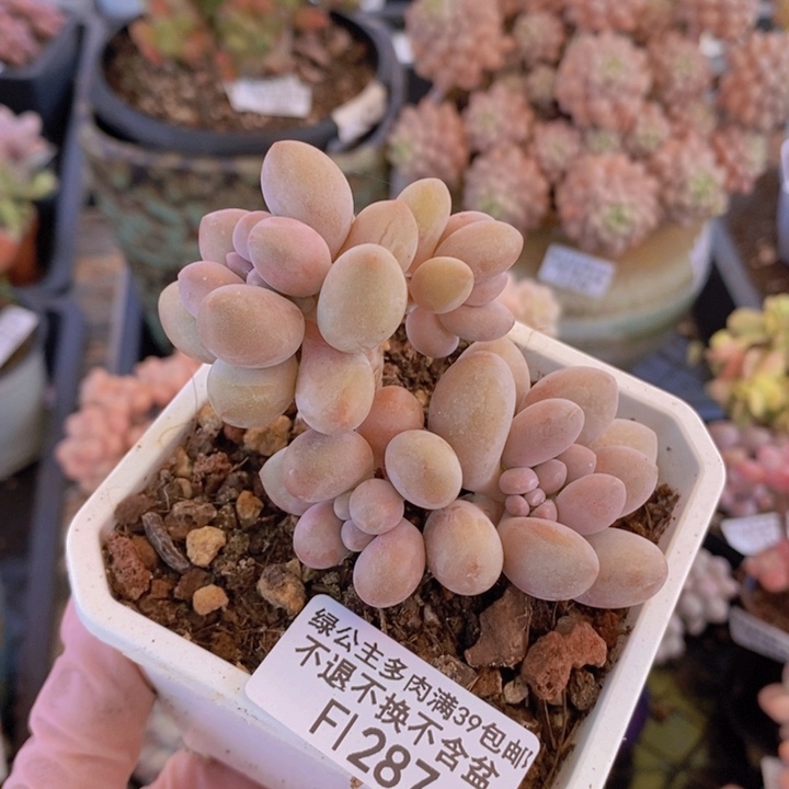 汤圆老桩7cm287多肉植物