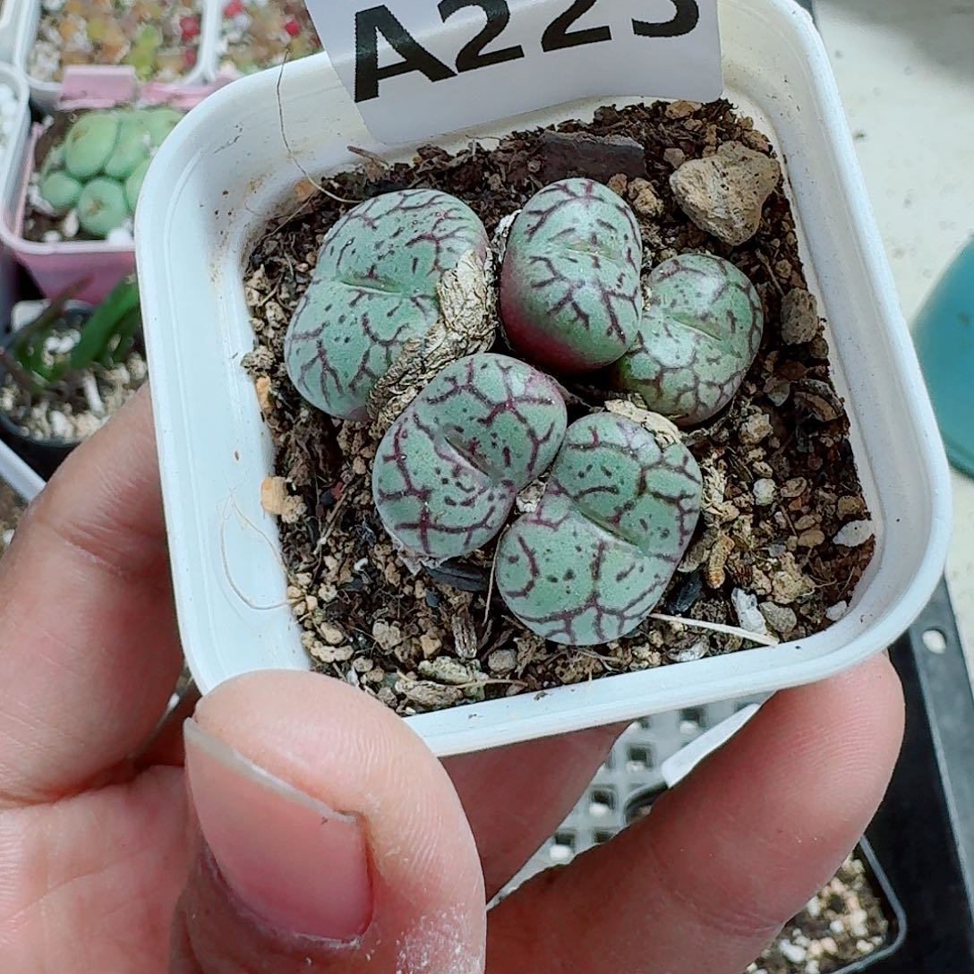 223多肉植物多肉植物