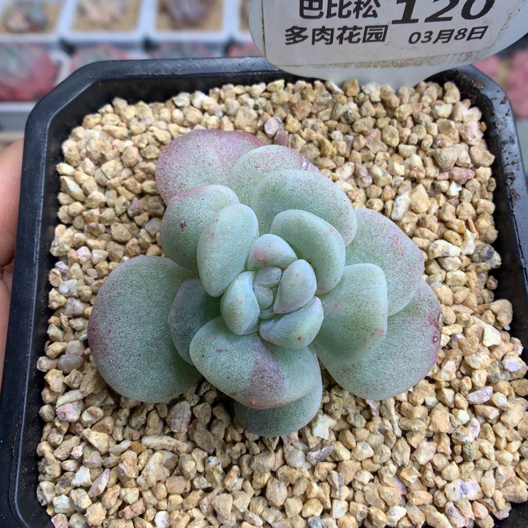 120冰玉石化多肉植物