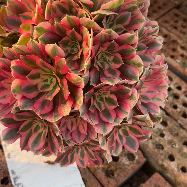 粉女巫多肉法师不包损4