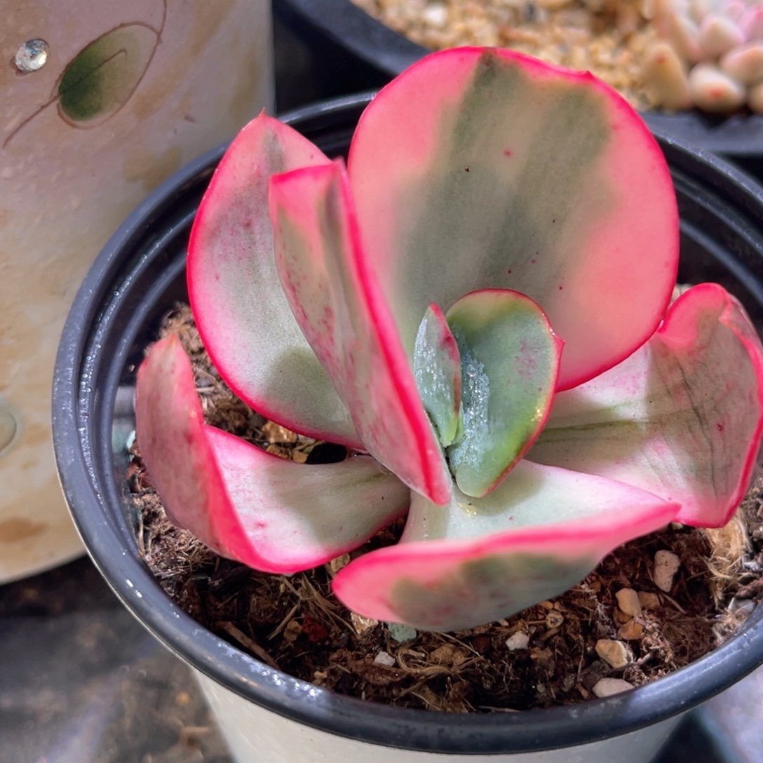 多肉特价大叶瑞蝶锦