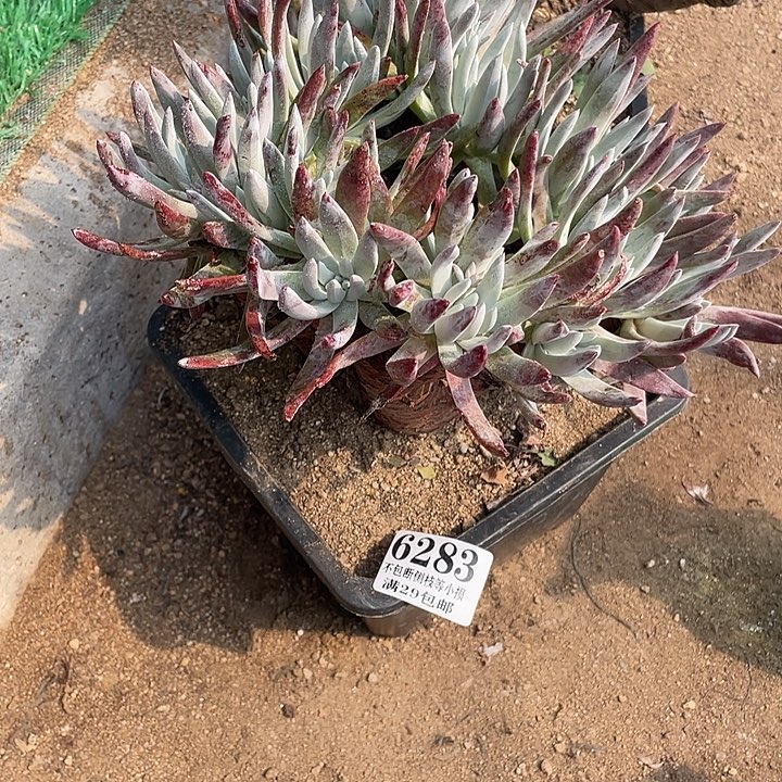 283号奥罗拉多肉植物