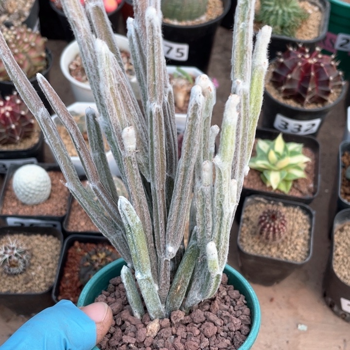 402棉花棒块根植物