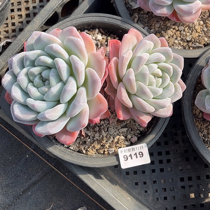 阿雅园艺。       9119