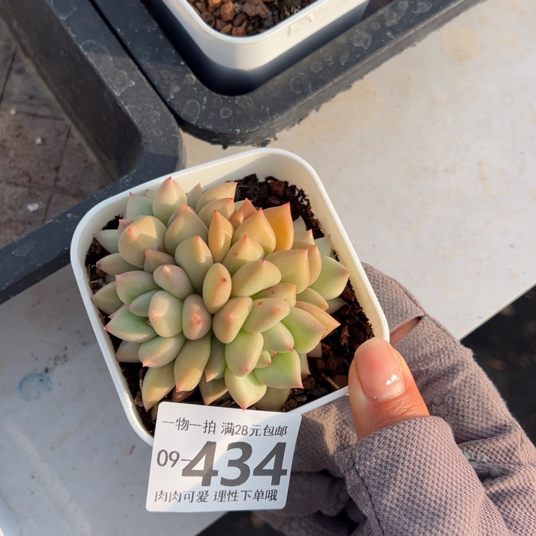 黄金象牙多肉多肉多肉多肉多肉