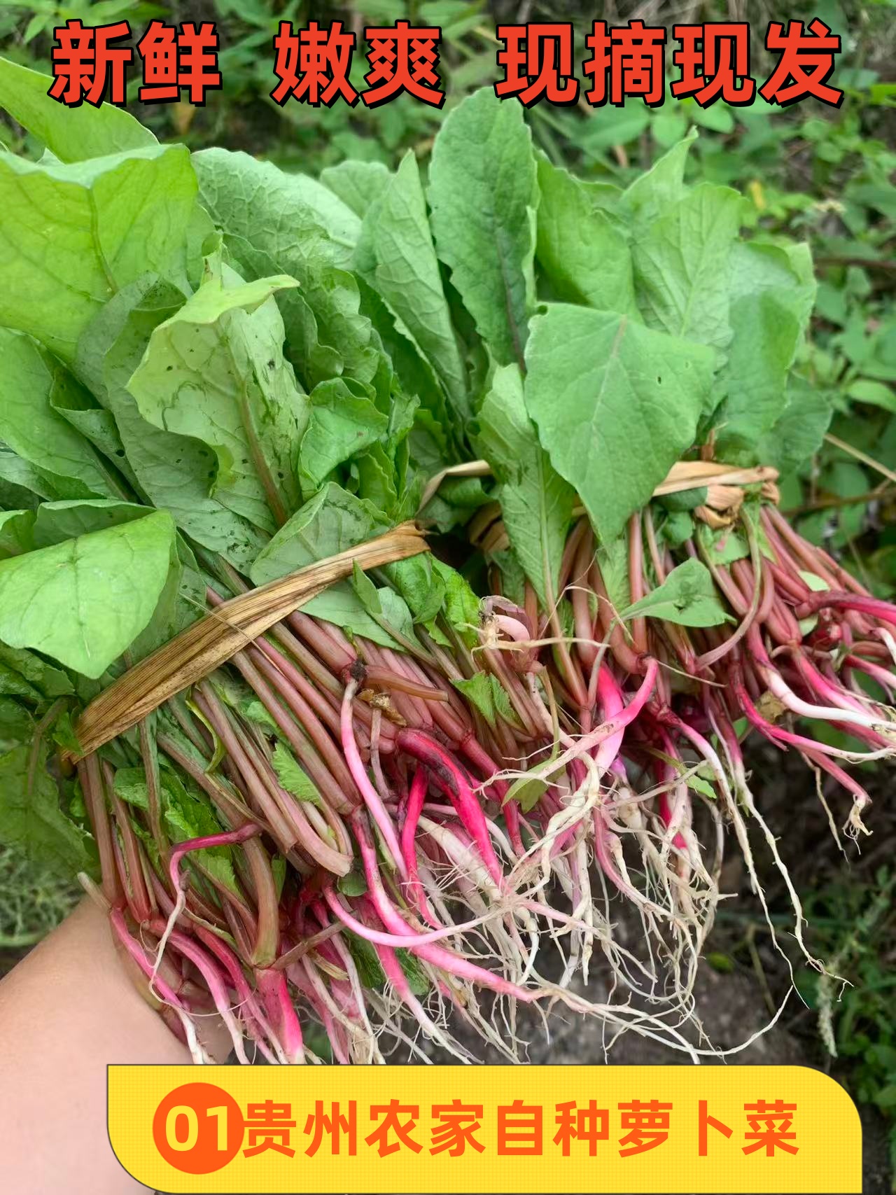 贵州农家露天自种新鲜现摘萝卜菜下饭开胃菜爽脆可口时令菜