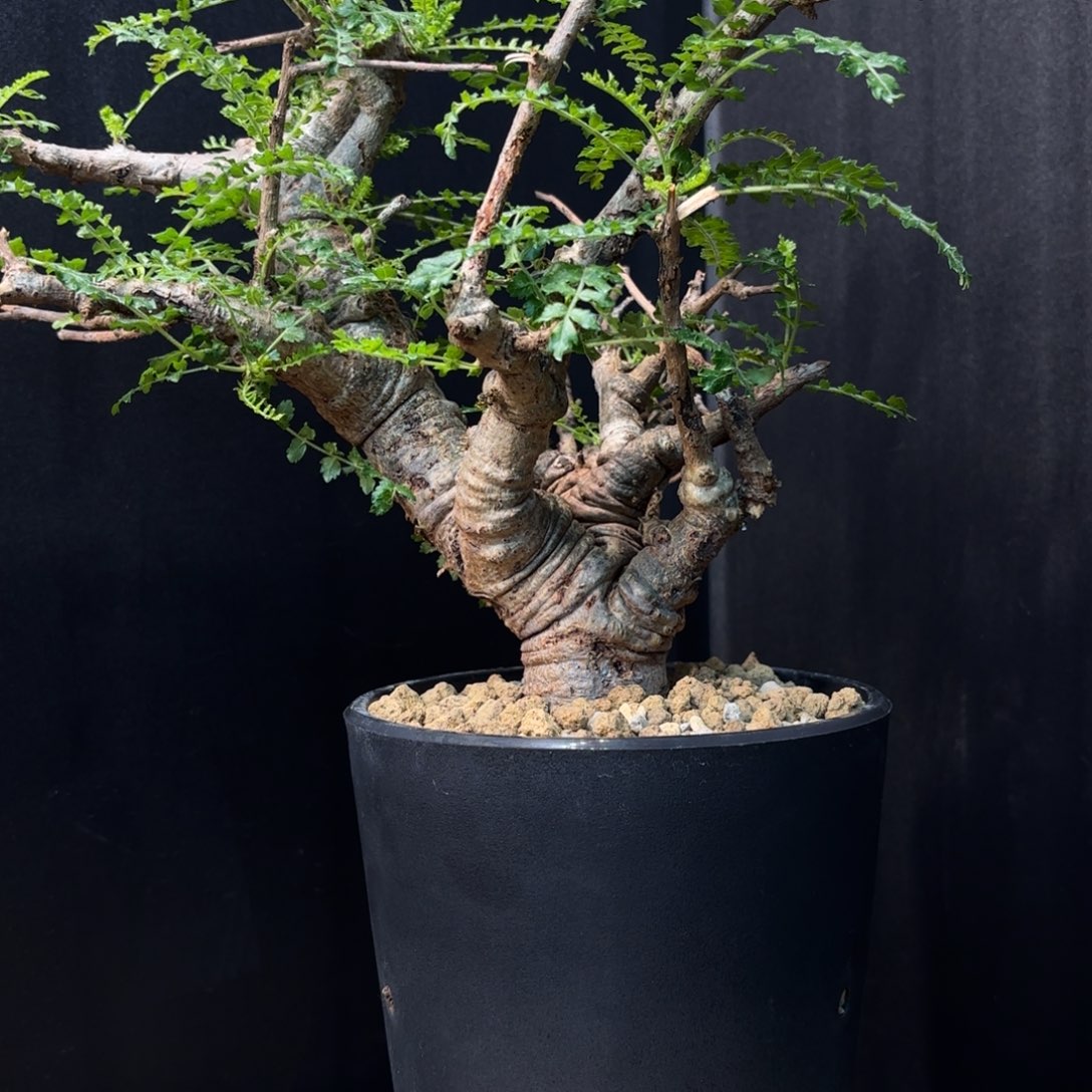 尼勒达乳香熟桩。