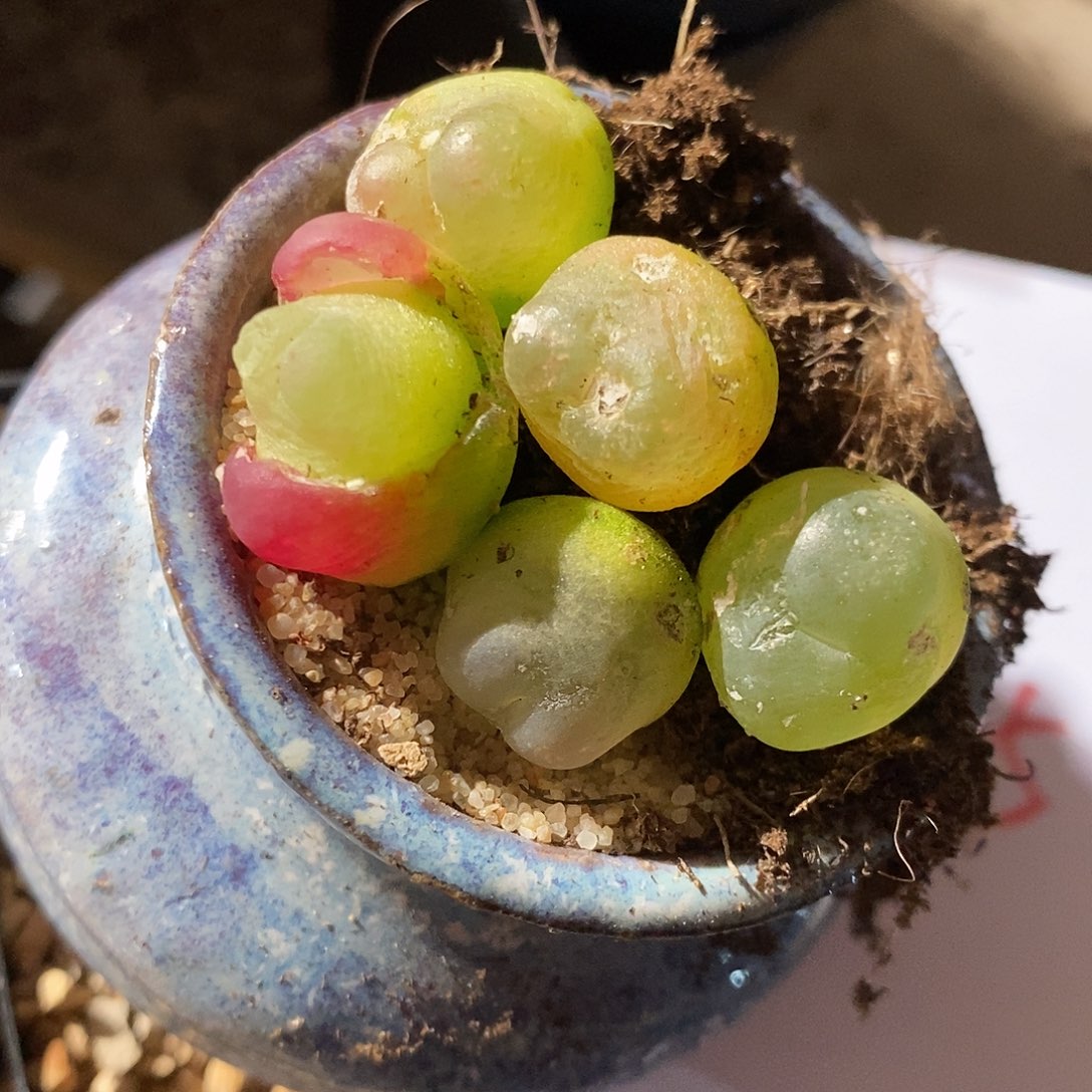 26345。  紫拉登有瑕疵一颗。 