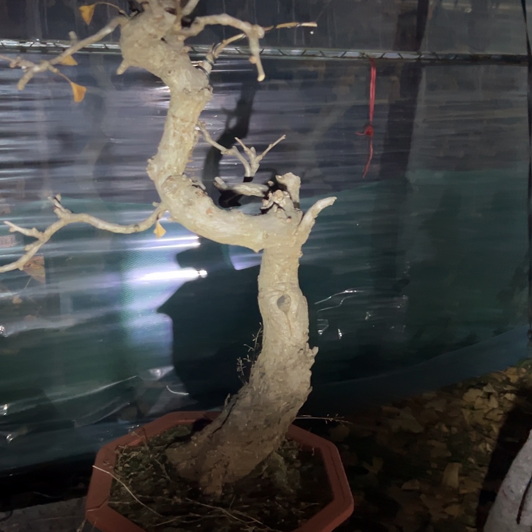 8***8无花朵银杏盆景带盆