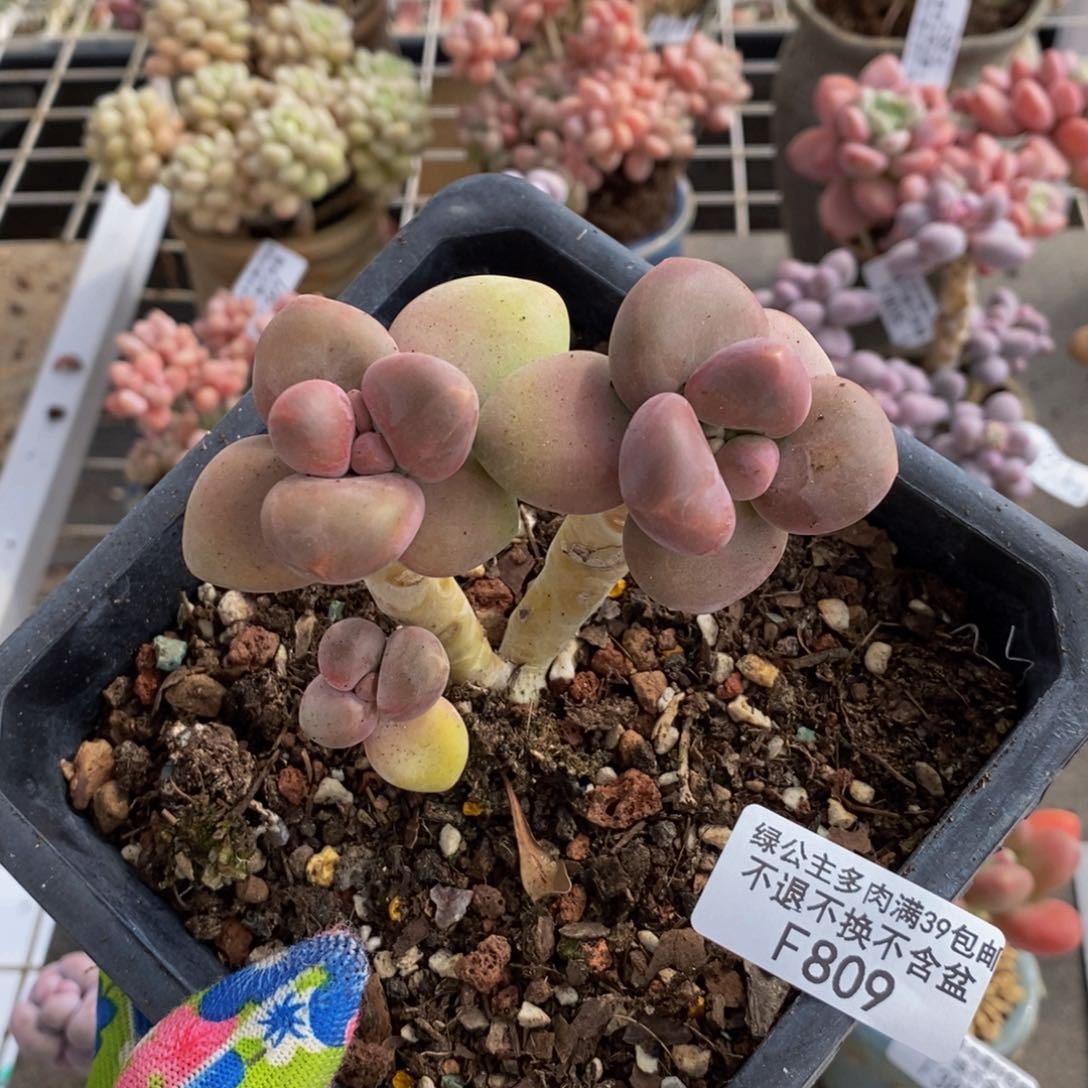芒果奶酪809/7c m多肉