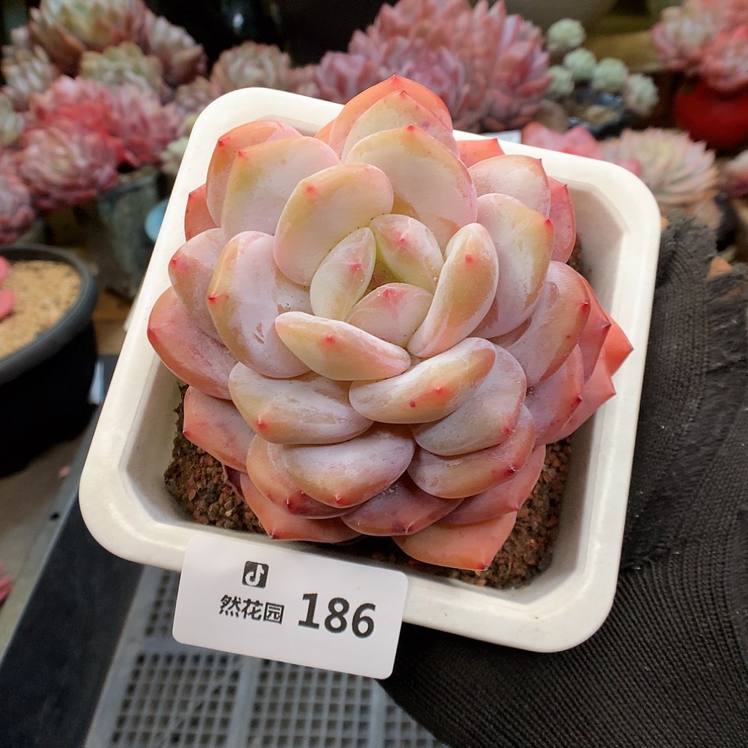 186蒙克多肉植物6666