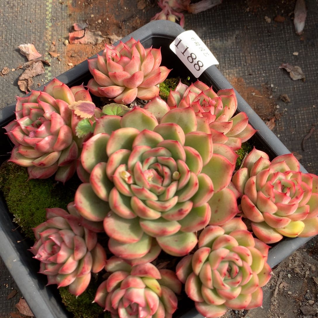 1188新年快乐发发发