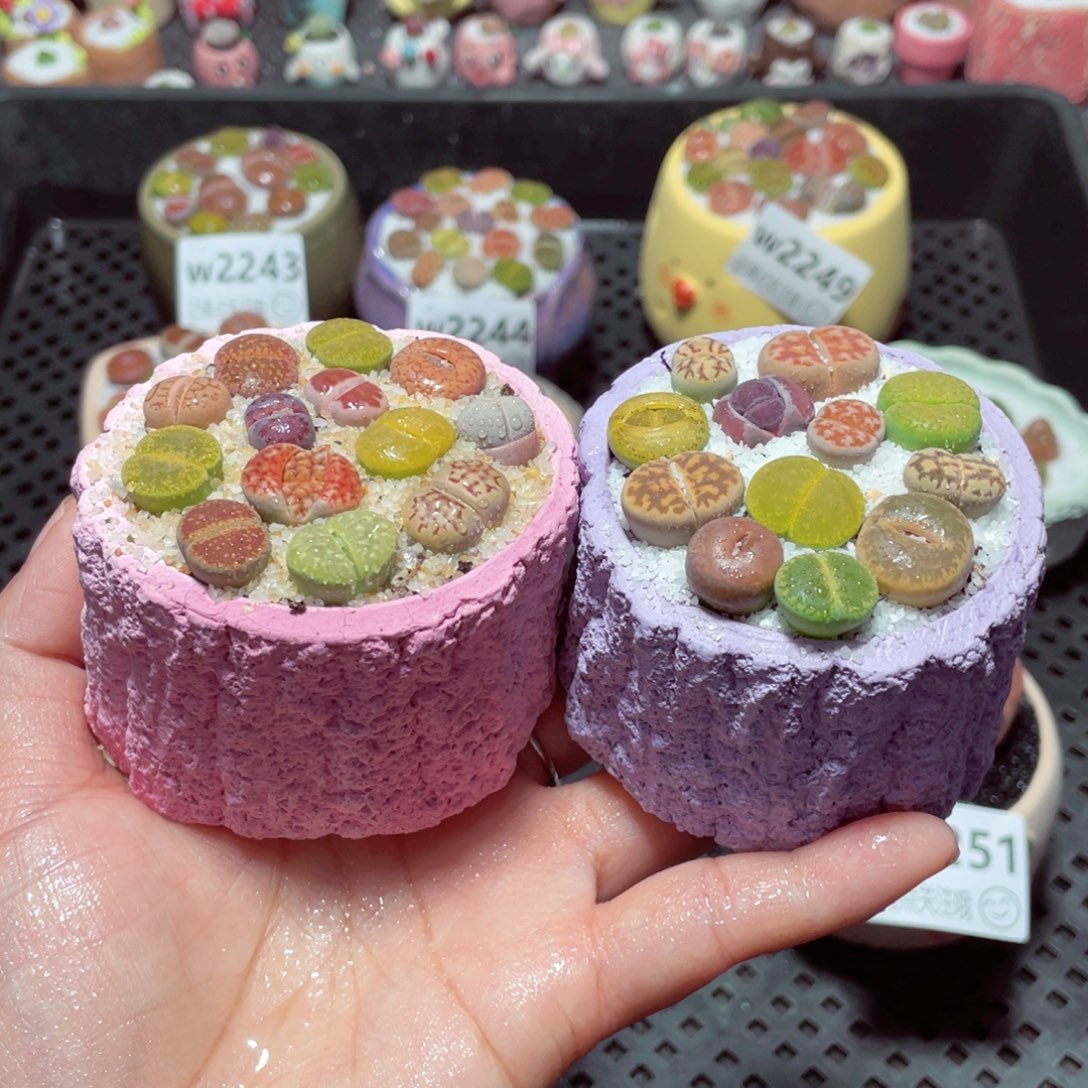 w2252 带盆土发货-零下地区拍保温箱