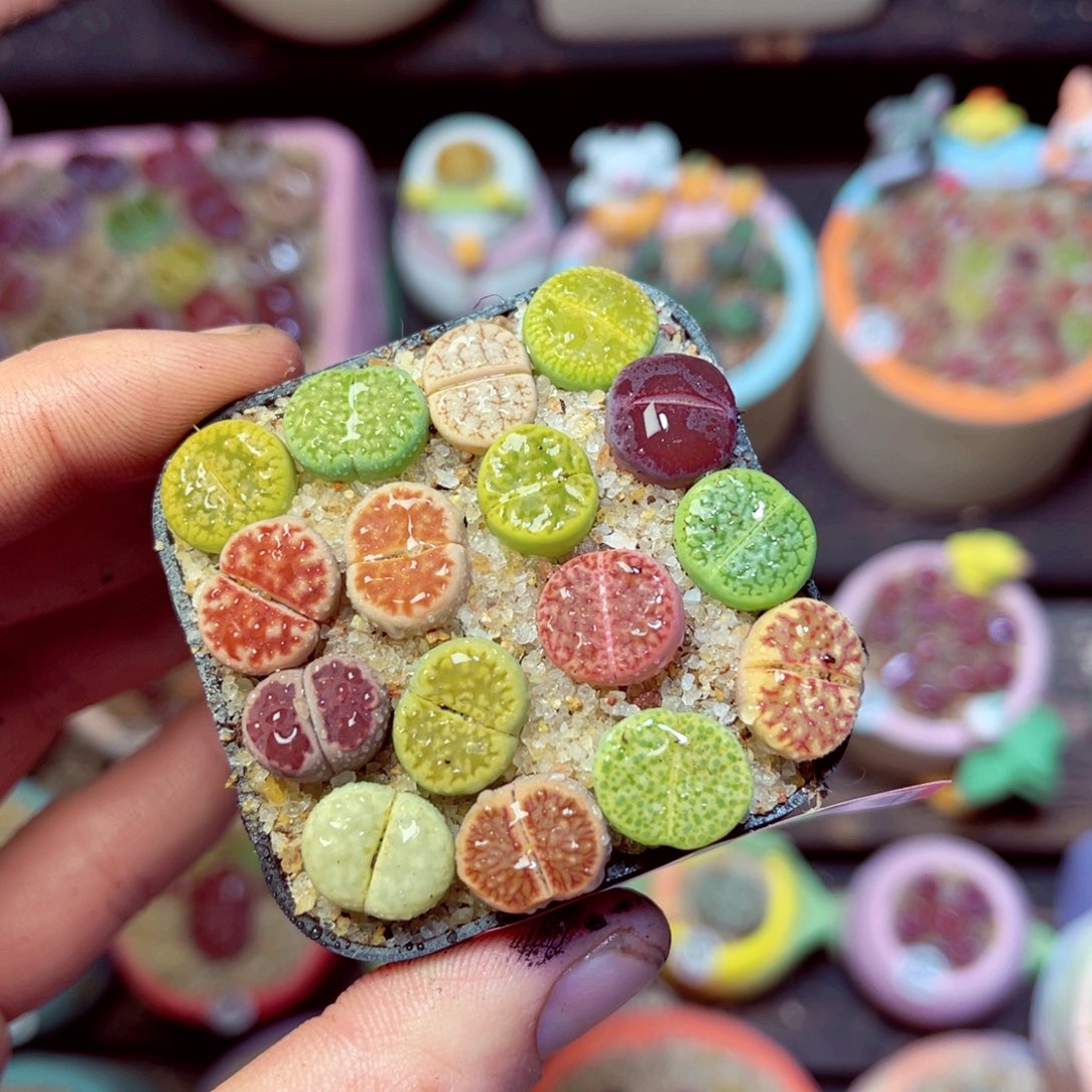 170生石花带盆发1