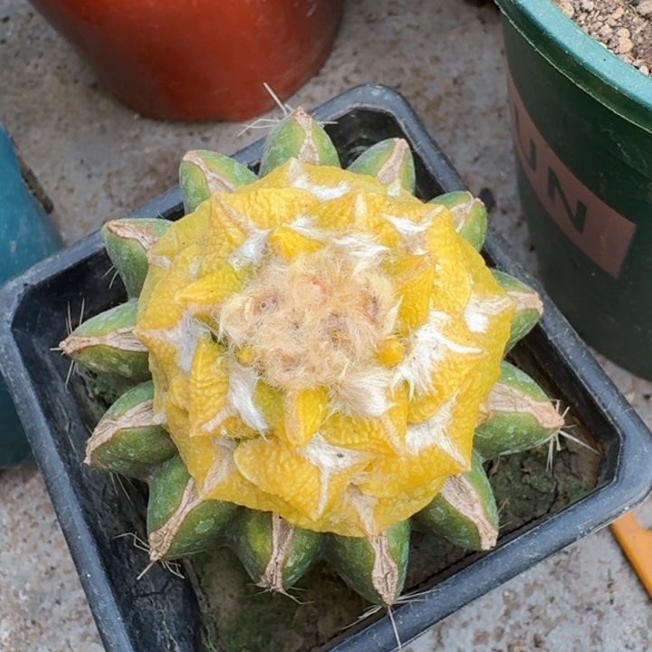 219大尤黑牡丹锦