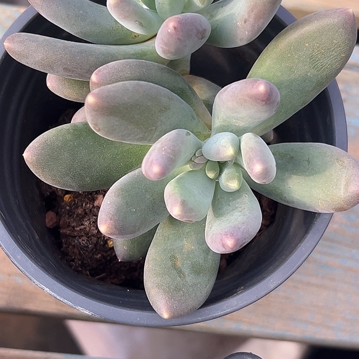 蓝眼睛个体美人特价多肉