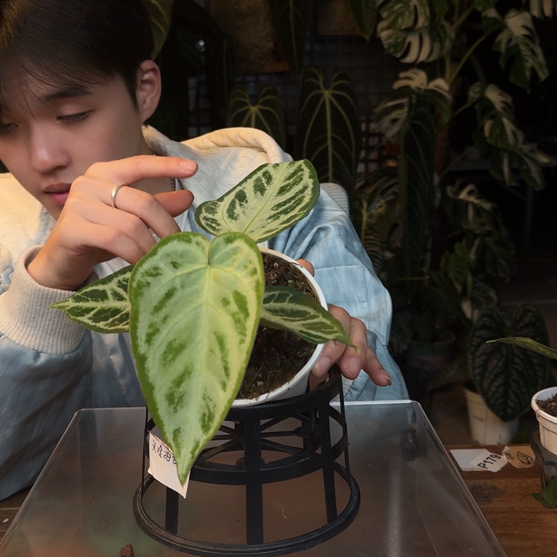 完全开放C176白月光