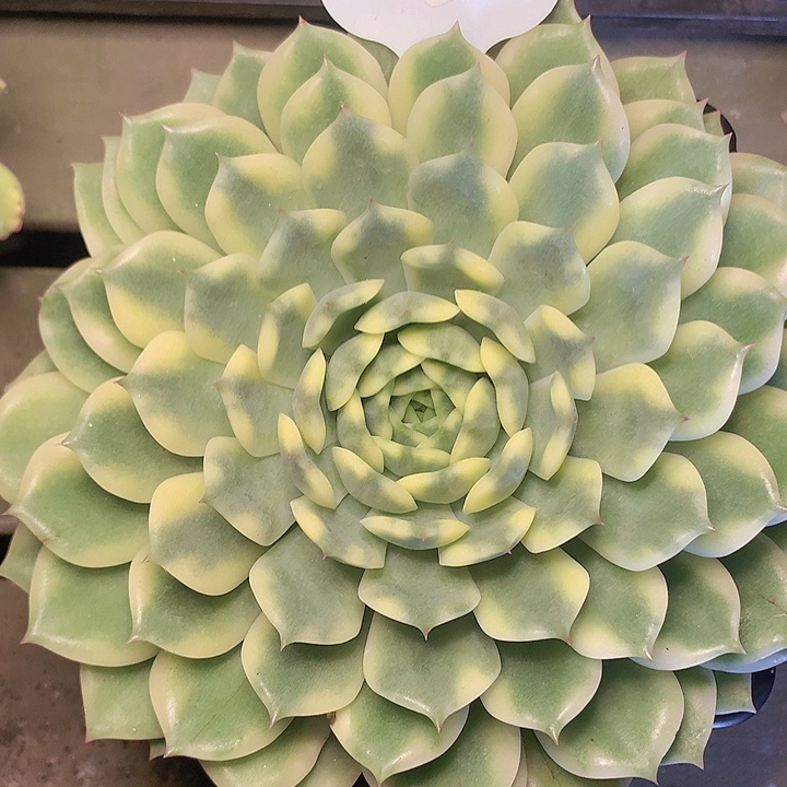 t757艾丽卡锦一物一拍