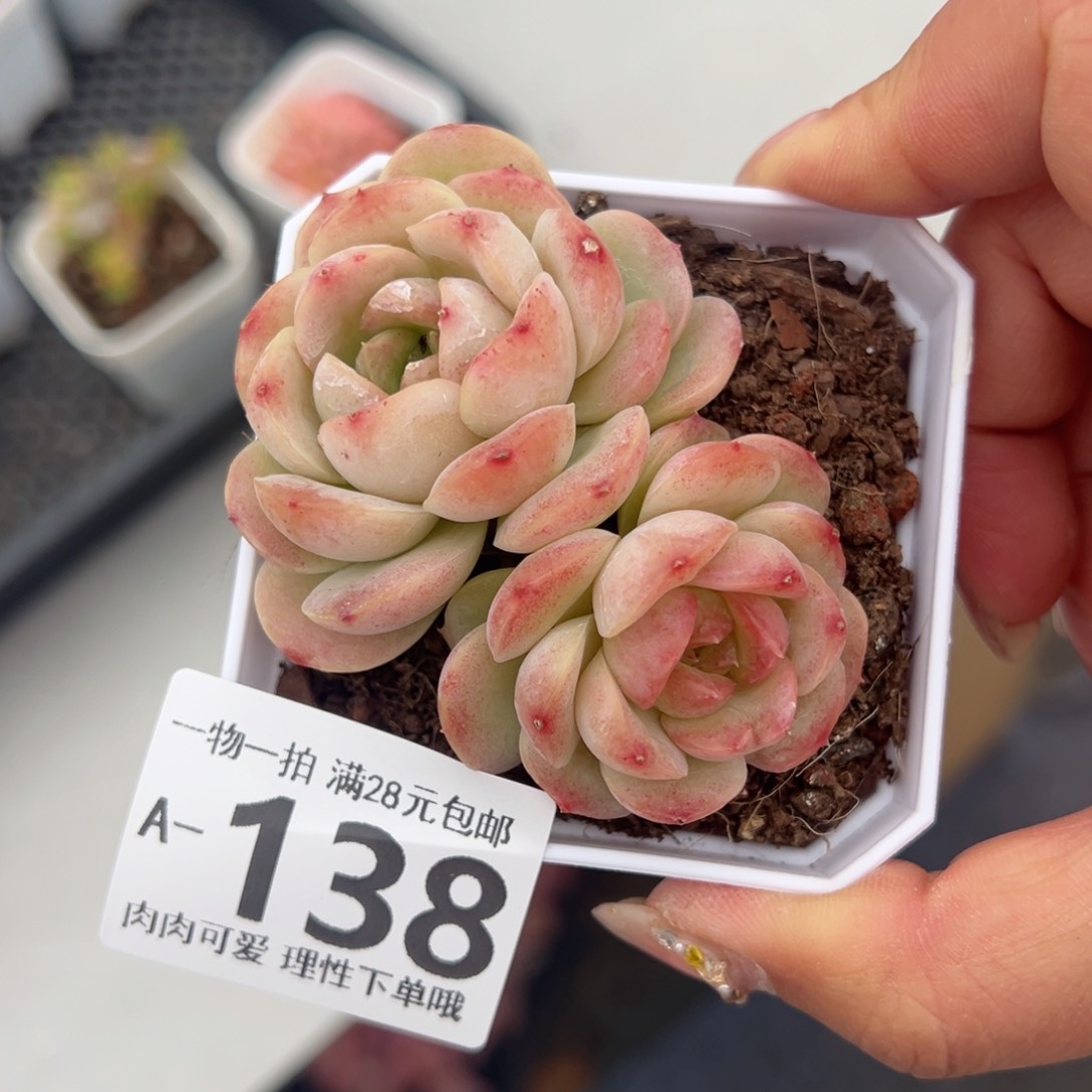 宝宝绿多肉多肉多肉多肉多肉多肉