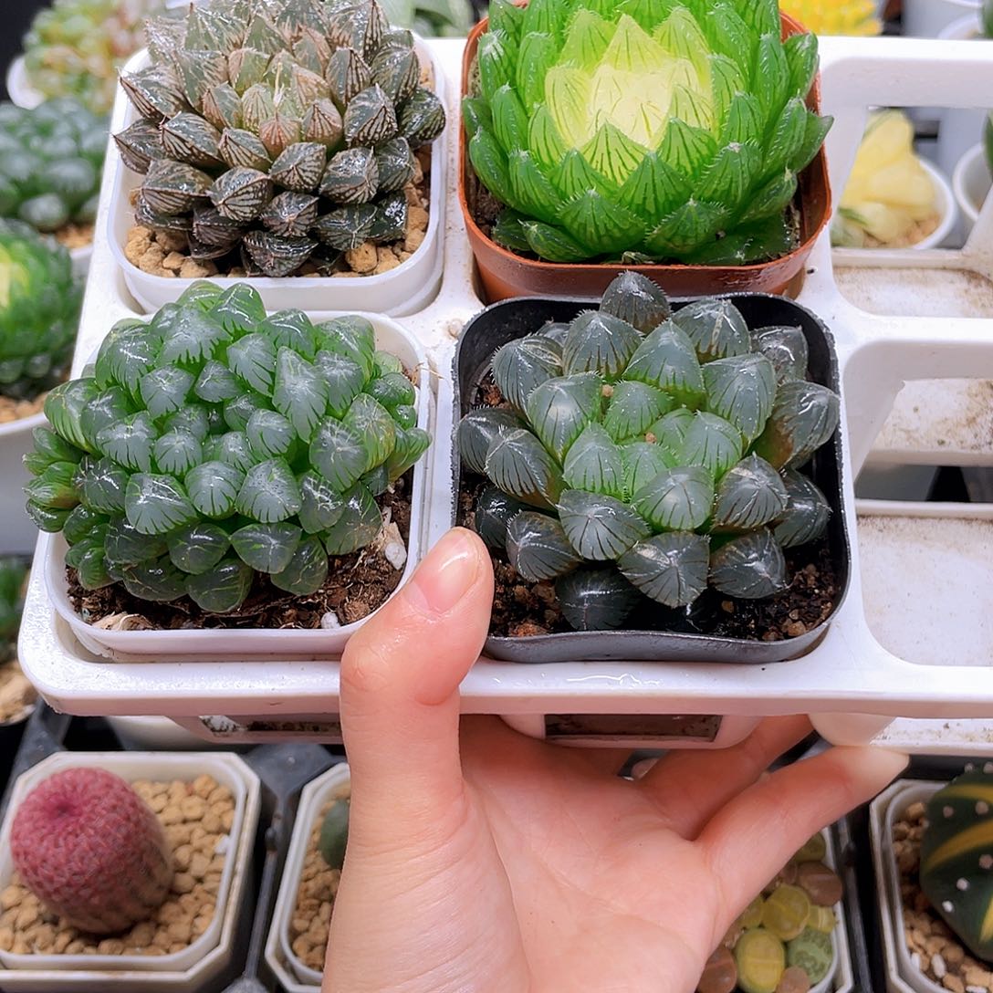 玉露四件套多肉，原盆