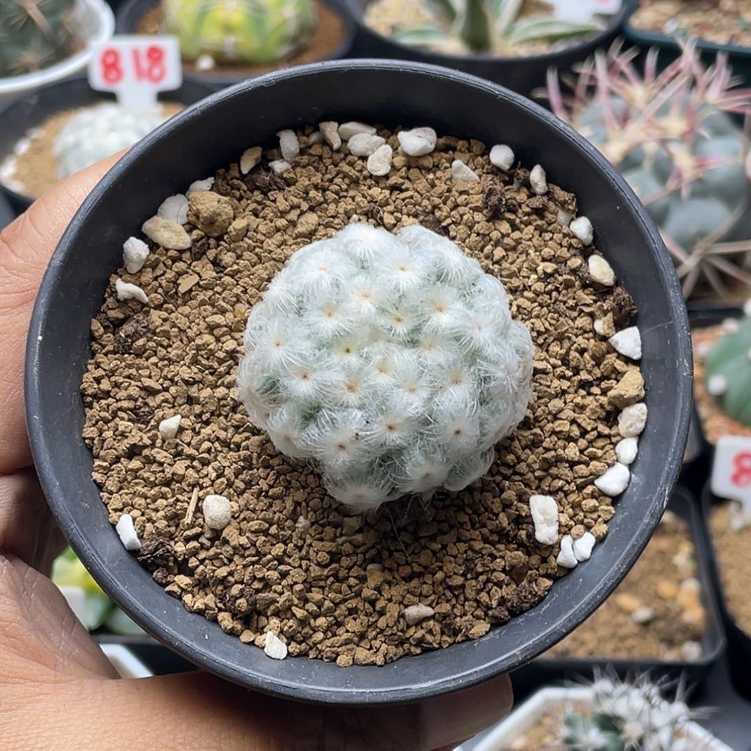 日系高绒降落伞白星仙人球包邮