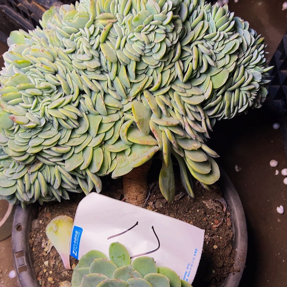小***～17号一物一拍小满姐