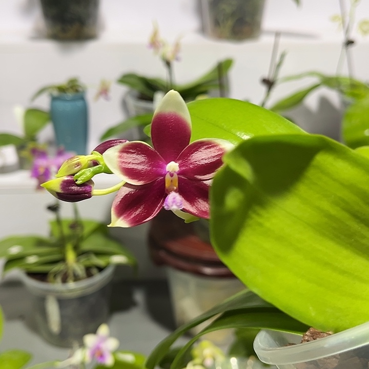 完全开放4.5寸杯咖啡交蓝盾