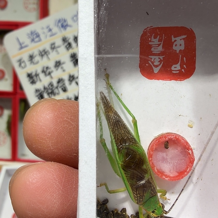 木***趣蟋蟀霍氏片蟋包邮