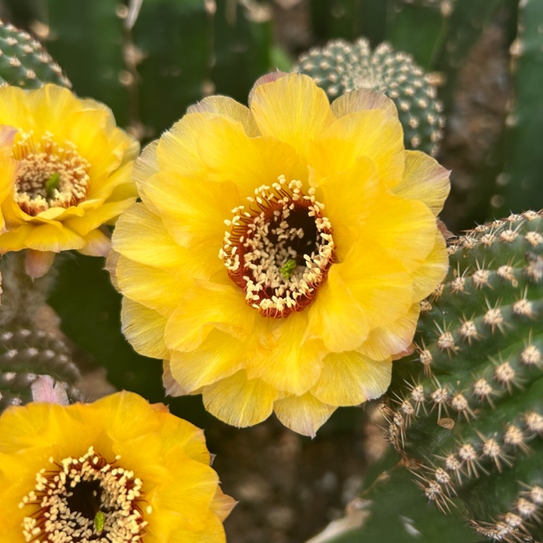 黄花黑喉带柱子 仙人球夏型种绿植盆栽桌面阳台办
