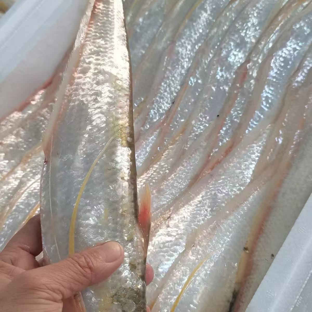 盘锦辽河刀鱼新鲜冷冻发货独立包装新鲜现货包邮