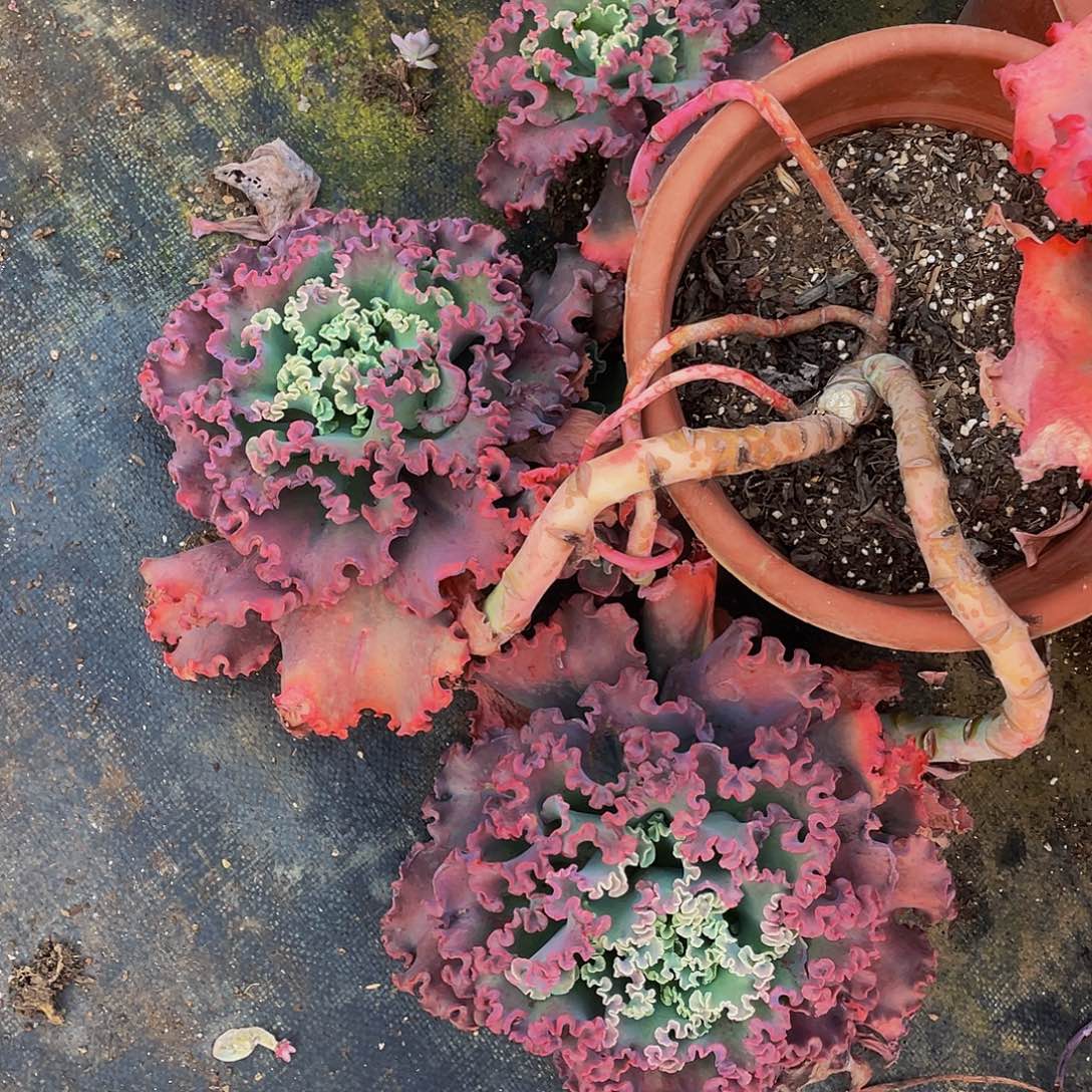 女王花笠飘枝58多肉群生砍过