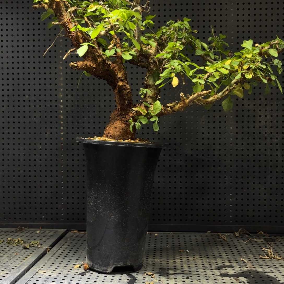 哈比西尼566699966666666