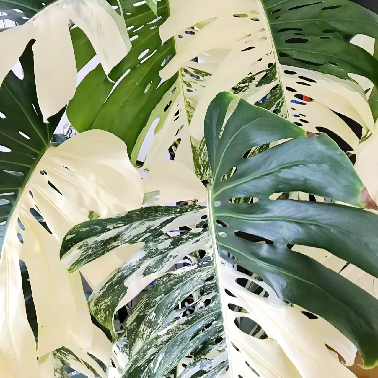 【一物一拍】白锦龟背竹  盆栽清新绿色室内好养 云南鲜花绿植