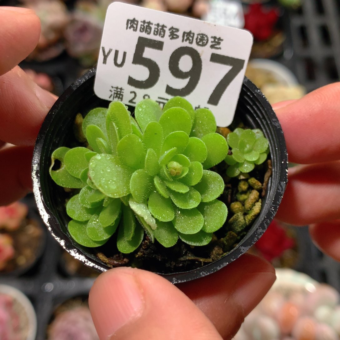 5CM拇指盆精控多肉YU597