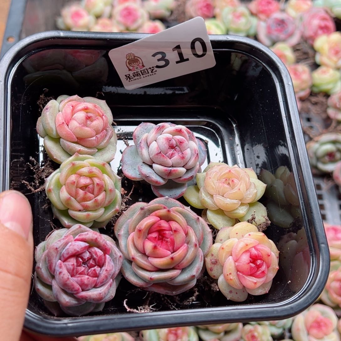 赫****天多肉植物多肉植物