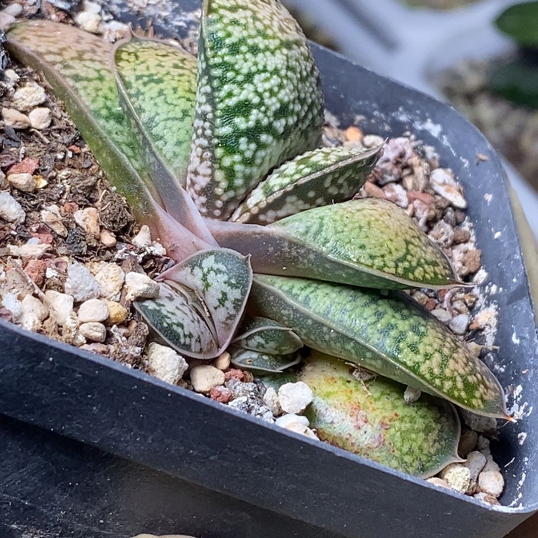 不带盆脱土裸根发货