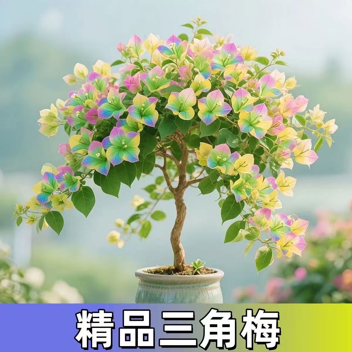 【四季爆花】新品三角梅多色阳台盆栽老庄耐热四季开老桩三角梅盆景