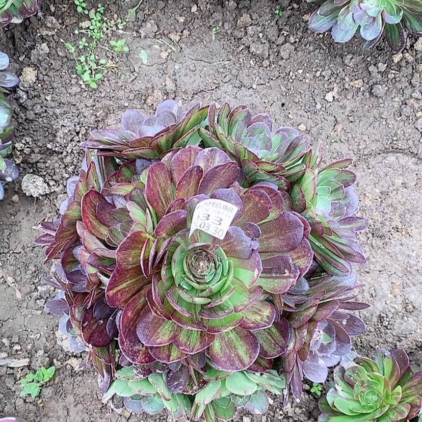 【闪购商品】3.30-33花月夜多肉植物