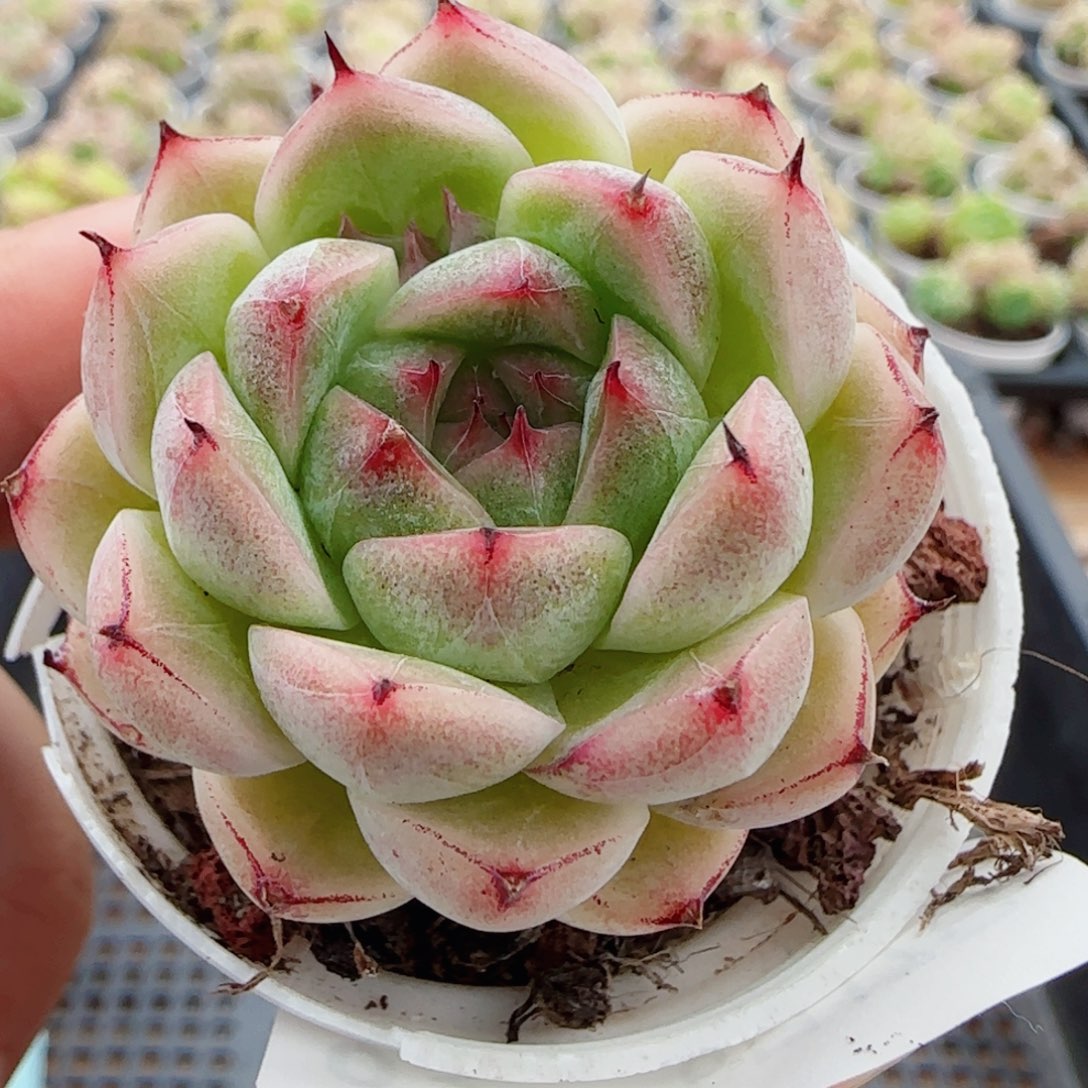 花语逸镜0617-03开播福利