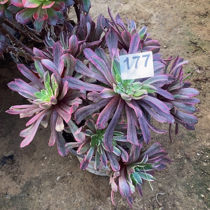 小*177粉黛绣球多肉