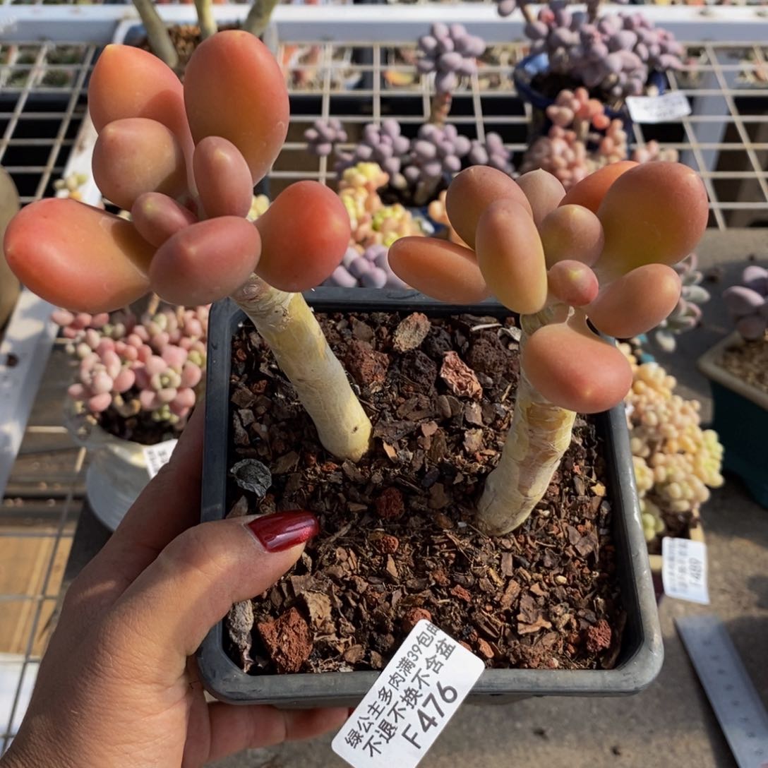 金蟾476/10cm多肉