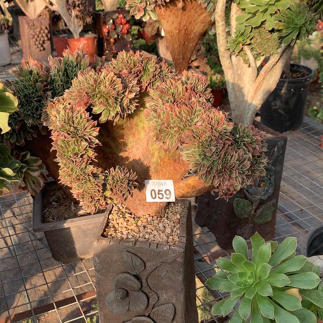 红陶059女神缀化缀化