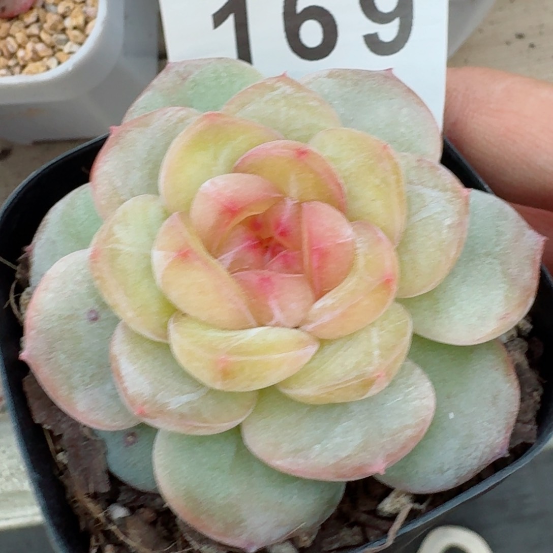 美酒         精品多肉