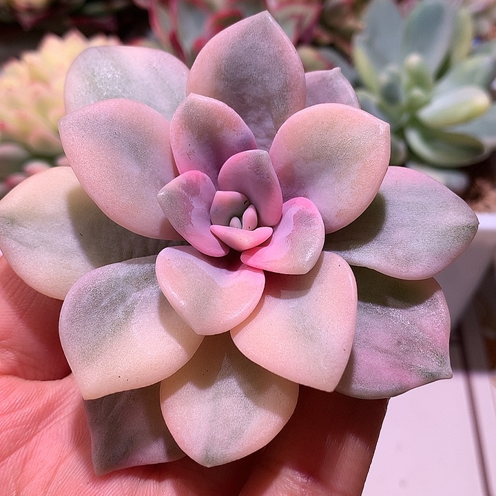 诺玛锦锦锦锦有根